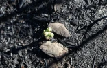 Mardi 14 Décembre 2010

Le site du Maïdo après l'incendie d'Octobre 2010