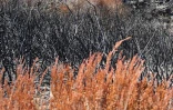 Mardi 14 Décembre 2010

Le site du Maïdo après l'incendie d'Octobre 2010