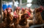 Grippe aviaire