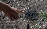 Des dépôts grisâtres de scories lors de travaux de dépollution aux "Goudes", dans le 8e arrondissement de Marseille, à l'entrée sud de la ville et du Parc National des Calanques, le 11 septembre 2025