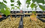 Une technicienne surveille les plants de vigne préservés dans une serre bioclimatique à Blancs-Coteaux, le 17 juin 2025 dans la Marne