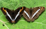 Des papillons Adelpha corcyra and an Adelpha alala à Jardin, en Colombie, le 21 août 2021