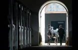 Un écuyer ramène un cheval à l'écurie, dans le haras polonais de Janow Podlaski, le 3 mars 2016