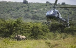 Un hélicoptère transportant un vétérinaire vole au dessus d'une femelle rhinocéros pour lui administrer un anesthésiant, dans le parc national de Nakuru, au Kenya, le 7 juin 2025
