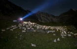 Surveillance d'un troupeau de moutons par des bénévoles de l'ONG Oppal pour la protection des alpages, le 10 août 2023 à Pontimia, dans les Alpes suisses 