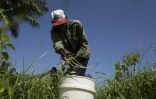 Un agriculteur travaille à la ferme agro-écologique "La Burgambilia" à Caimito, dans la province d'Artemisa, le 25 juin 2026 à Cuba