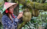Une femme inspecte un durian, le 15 août 2026 dans la province centrale vietnamienne de Dak Lak 
