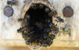 Détail d'une ruche d'abeilles natives brésiliennes à l'Institut Abelha Nativa de Brasilia, le 10 juillet 2022
