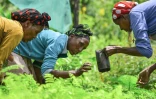 Des agricultrices éthiopiennes s'occupent de pousses d'arbre dans une pépinière à Buee, à une centaine de km de la capitale, Addis Abeba, le 1er juin 2020