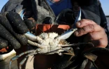 Un crabe aux pinces bleues, une espèce menaçant la faune aquatique, récupéré au large de Canet-en-Roussillon, le 18 août 2021