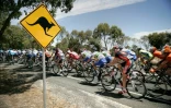 Un kangourou saute sur une cycliste australienne en provoquant la rupture de ses implants mammaires 