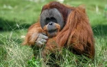Un orang-outan dans un enclos du centre Vantara de sauvetage et de conservation de la faune, le 25 septembre 2026 à Jamnaga, en Inde