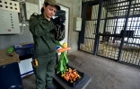 Narine Piloyan, coordinatrice du centre de réhabilitation, prépare de la nourriture pour des ours secourus de la captivité, le 21 avril 2026 près du village d'Urtsadzor, en Arménie