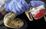 Un herpétologiste manipule une vipère bouffie africaine lors de l'extraction de son venin qui sera utilisé dans la recherche pour la production d'antivenin au sein de l'Institut KIPRE à Nairobi, le 7 mars 2025 au Kenya