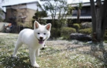 Un chiot Akita, le 3 avril 2018 Ă Takasaki, au Japon