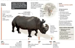 Mort du dernier rhinocéros blanc du Nord mâle
