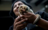 Un fourmilier nain le 26 octobre 2016 au zoo de Huachipa, à Lima