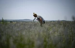 Une femme cueille de la lavande près du village de Zelenikovo, dans le centre de la Bulgarie, le 12 juillet 2023