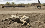 Un homme victime de la sécheresse passe devant la carcasse d'un animal, près d'un camp de personnes déplacées situé à la périphérie de la ville de Kismayo, le 21 avril 2026.