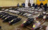 Des thons rouges au marché aux poissons de Tsukiji, principal marché aux poissons de la métropole de Tokyo, le 5 janvier 2016