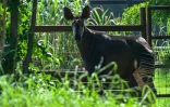 Un okapi dans un enclos au centre Vantara de sauvetage et de conservation de la faune, le 25 septembre 2026 à Jamnaga, en Inde
