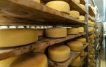 Des meules de Paski Sir, "fromage de Pag", vieillissent sur des étagères en bois à la société "Paska sirana" sur l'île de Pag, le 10 juin 2025 en Croatie
