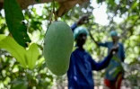 Des ouvriers récoltent des mangues dans un verger à Hyderabad, dans la province du Sindh, le 4 juin 2026 au Pakistan