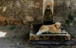 Un chien se rafraîchit dans une fontaine à Rome, frappée par une vague de chaleur précoce, le 24 juin 2019