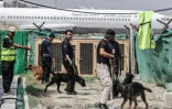 Des chiens, abandonnés lors des évacuations chaotiques après le retour des talibans, sont entraînés à l'aéroport de Kaboul, le 12 septembre 2021