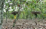 Des enfants transportent du bois depuis une exploitation de cacao vers le village de Goboué dans le sud-ouest de la Côte d'Ivoire le 7 mars 2016
