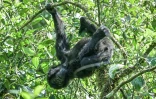 Un bébé gorille dans un arbre du Parc national des volcans, au Rwanda, le 29 octobre 2021