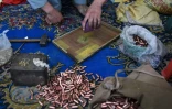 Fabrication de balles de pistolet, le 6 juin 2016 dans un atelier du bazar de Darra Adamkhel, (près de Peshawar)