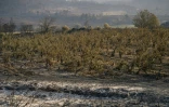 Un vignoble brûlé après un incendie à Tournissan, dans le massif des Corbières, le 7 août 2025