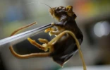 Le biologiste Raul Gonzalez Ittig tient un spécimen conservé d'un rongeur Graomys chacoensis à l'intérieur du Laboratoire de génétique de l'Université de Cordoba, en Argentine, le 13 mai 2026