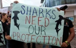 "Les requins ont besoin de notre protection", lit-on sur une pancarte lors d'une manifestation contre la pêche illégale sur l'île équatorienne de Santa Cruz aux Galapagos le 14 août 2017