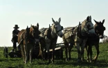 Un fermier amish cultive ses champs avec des chevaux près de Paradise en Pennsylvanie, le 1er novembre 2011