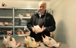 Pascal Cosnet dans sa ferme avec ses poulardes le 1er décembre 2015 à Coulans-sur-Gee