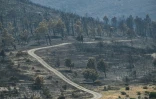 Le paysage calciné après le passage de l'incendie à Coustouge, dans l'Aude, le 8 août 2025 