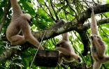 Des gibbons mangent des fruits dans un arbre du parc d'Angkor Wat, le 7 juillet 2022 à Siem Reap, au Cambodge