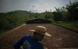 Le fermier Edmilson Rodrigues sur son exploitation de cacao près de Sao Felix do Xingu, au Brésil, le 21 septembre 2021