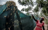 Invasion de criquets dans une ferme au Kenya en juin 2020