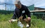 Le soigneur Didier Masci donne le biberon à un faon, au centre de soins pour animaux sauvages "Volée de piafs", à Languidic (Morbihan), le 16 mai 2017