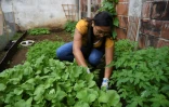 Adriana Armas regarde ses plants de radis dans son potager, le 28 mai 2020 Ă Guatemala City