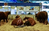 Au salon de l'Agriculture à Paris, le 1er mars 2018