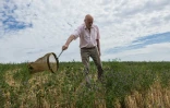 Philippe Lecompte, apiculteur, utilise un filet pour attraper une abeille, à Bouleuse, dans la Marne, le 6 août 2026