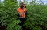 Un cultivateur de cannabis dans le champ d'une coopérative, dans le district de Dowa, au Malawi, le 8 avril 2022