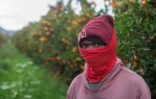 Un ouvrier agricole malawite dans un verger d'agrumes dans une exploitation agricole proche de la ville de Robertson, dans la province du Cap-Occidental (Afrique du Sud), le 9 juillet 2026