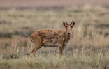 Une antilope saïga dans la steppe près d'Almaty, le 28 mai 2021 au Kazakhstan