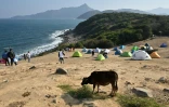 Vaches et campeurs partagent des pâturages sur l'île Grass, ou Tap Mun, le 30 janvier 2021 à Hong Kong