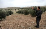 Suleiman Sheikho, devant son champ d'oliviers dans les environs d'Arbil (Kurdistan irakien), le 22 février 2020